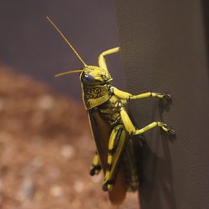Eastern Lubber Grasshopper