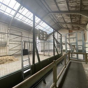 Inside giraffe barn
