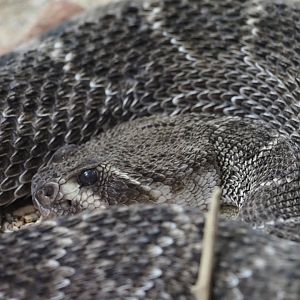 Western Diamondback Rattlesnake