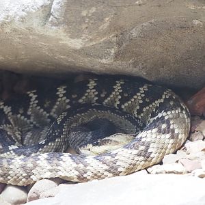 Black-Tailed Rattlesnake