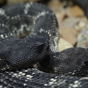 Arizona Black Rattlesnakes