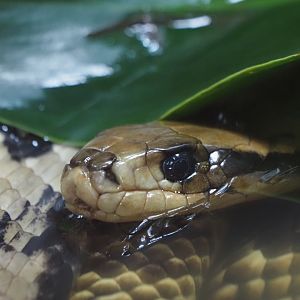 False Water Cobra