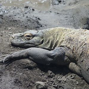 Komodo Dragon