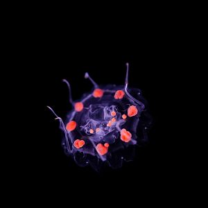 Red-spot Crown Jelly