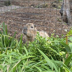 Capybara