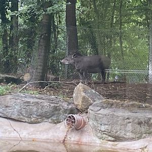 Brazilian tapir