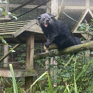 Binturong