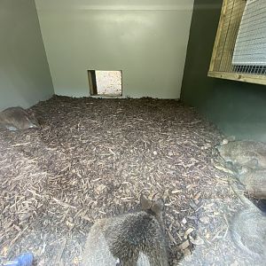 Parma wallaby indoors