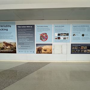 Lincoln Park Zoo Wildlife Trafficking Display - O’hare International Airport