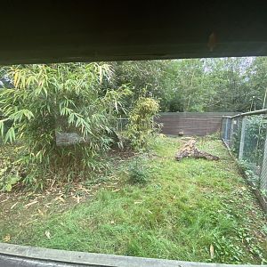 Giant anteater enclosure