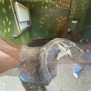 Giant anteater