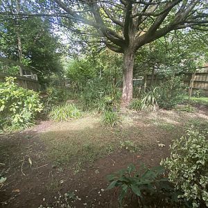 Southern cassowary enclosure
