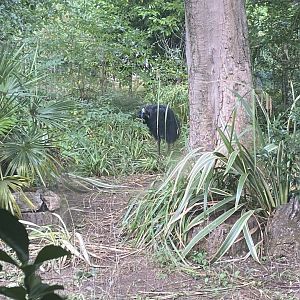 Southern cassowary