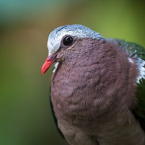 Grey Capped Emerald Dove, CWP, UK