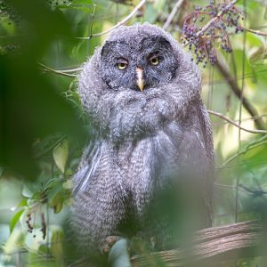 Great Grey Owl juvenile, CWP, UK