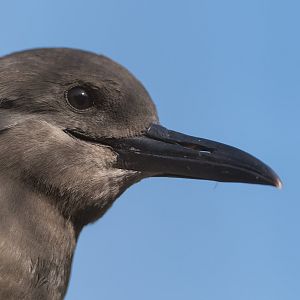 Inca Tern juvenile, CWP, UK