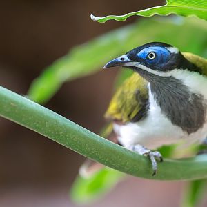 Blue-faced Honeyeater, CWP, UK