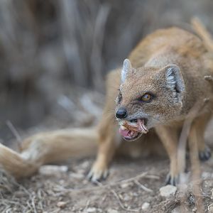 Yellow Mongoose, CWP, UK