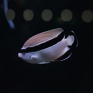 Bandit Angelfish