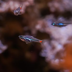 Red Spot Cardinalfishes