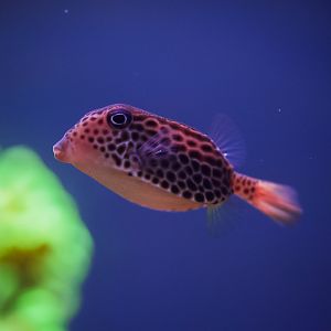 Reticulated Boxfish