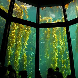The Kelp Forest (main window)