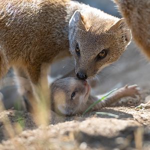 Yellow Mongoose and Pup, CWP, UK