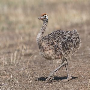 Common Ostrich chick, CWP, UK