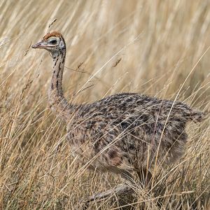Common Ostrich chick, CWP, UK