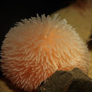 Pom Pom Anemone