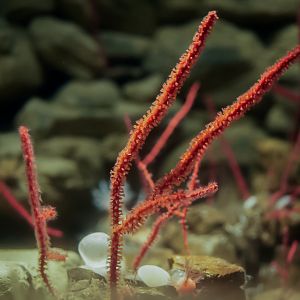 Red Rope Corals