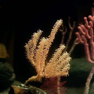 Shaggy Bamboo Coral