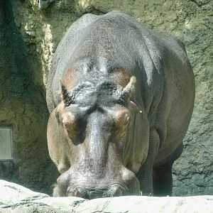 Hippopotamus (Hippopotamus amphibius) August 8, 2025