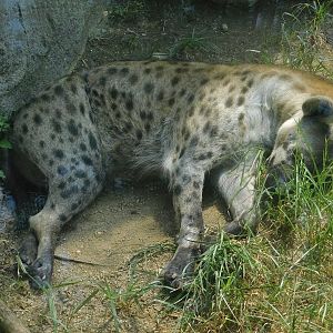 Spotted Hyena (Crocuta crocuta) August 8, 2025