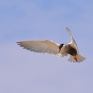 Whiskered tern