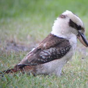 Laughing kookaburra