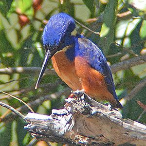 Azure kingfisher