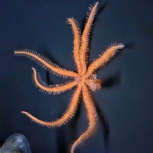 Fire Star / Brisingid Star