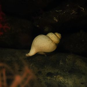 Neptunea Snail