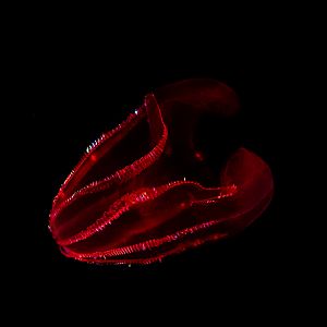 Bloody Belly Comb Jelly
