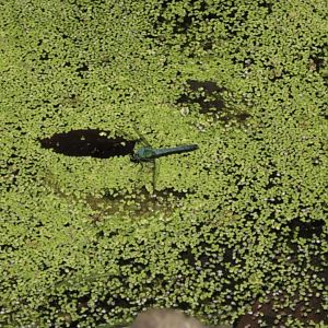 Blue Dasher Dragonfly (Pachydiplax longipennis)