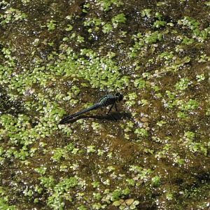 Male Eastern Pondhawk