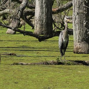Great blue heron with it's mouth open