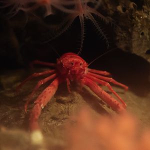 Squat Lobster