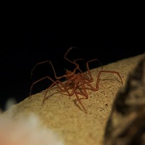 Japanese Sea Spider