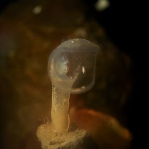 Predatory Tunicate