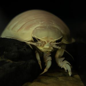 Giant Isopod