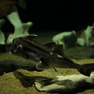 Australian Ghostshark