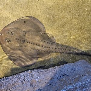 Thornback Guitarfish