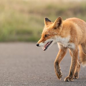 Ezo Red Fox ~ Notsuke Peninsula, Hokkaido
